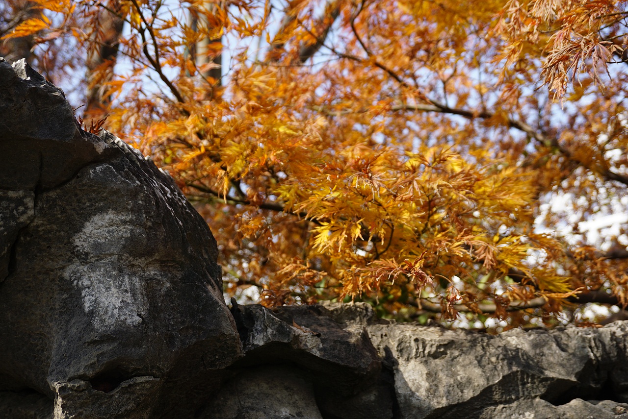 照片/关于郑州园博园