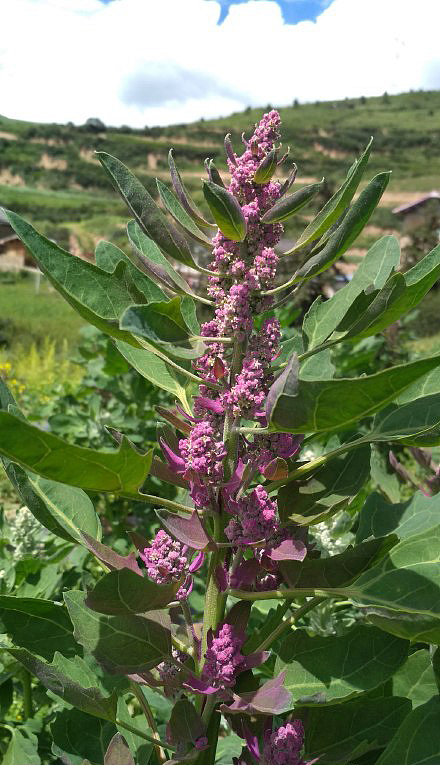 藜麦开花藜麦花期甘肃藜麦正在开花高原藜麦89月份开花