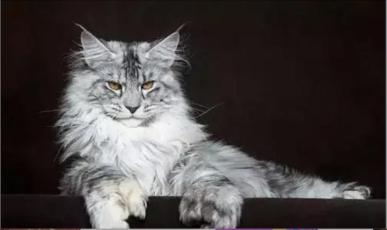 插画动物拟人缅因猫是傲娇不是凶