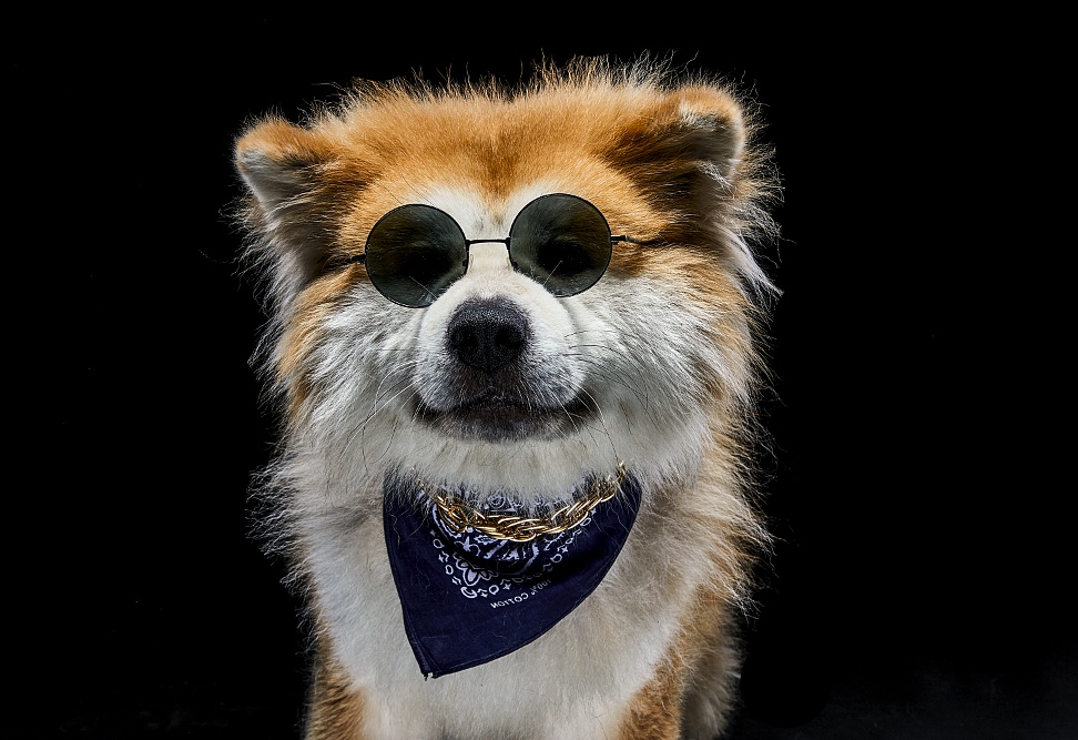 社会摄影师的社会狗