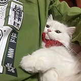 用戶頭像