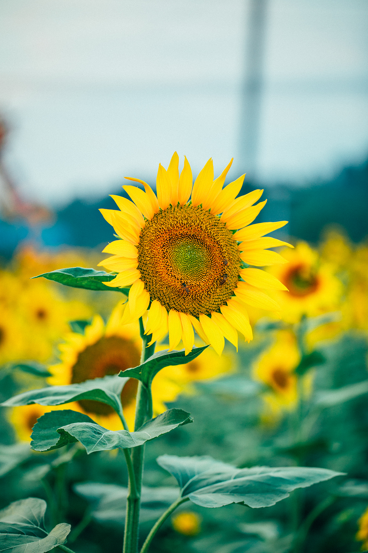 向日葵拍摄|摄影|人像摄影|天意视觉_原创作品-站酷zcool