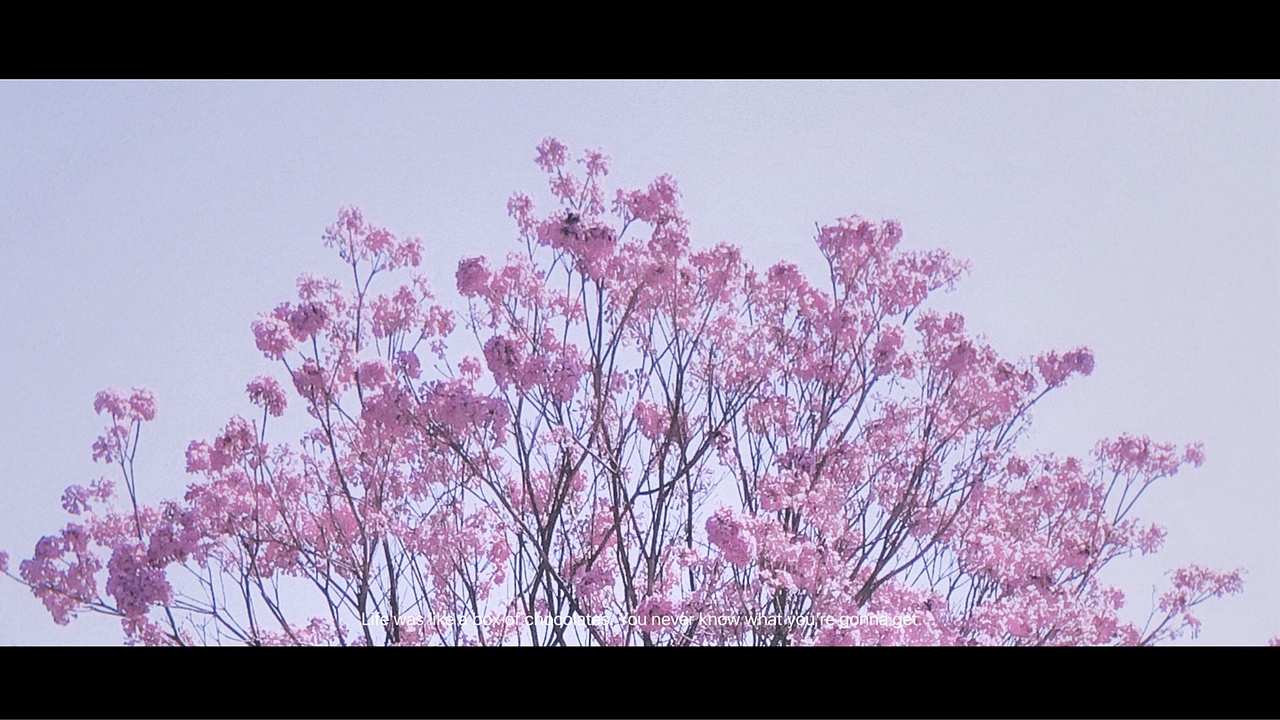 错过了花季,又曾错过了谁
