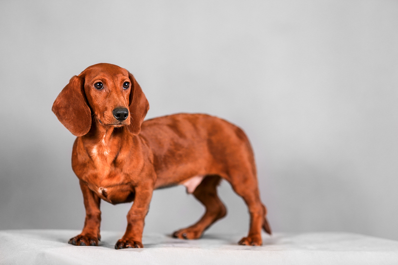 腊肠和秋田（图ZODQyNDcyNzI=） - 宠物摄影 - 站酷设计师向镜原创素材 - 站酷ZCOOL