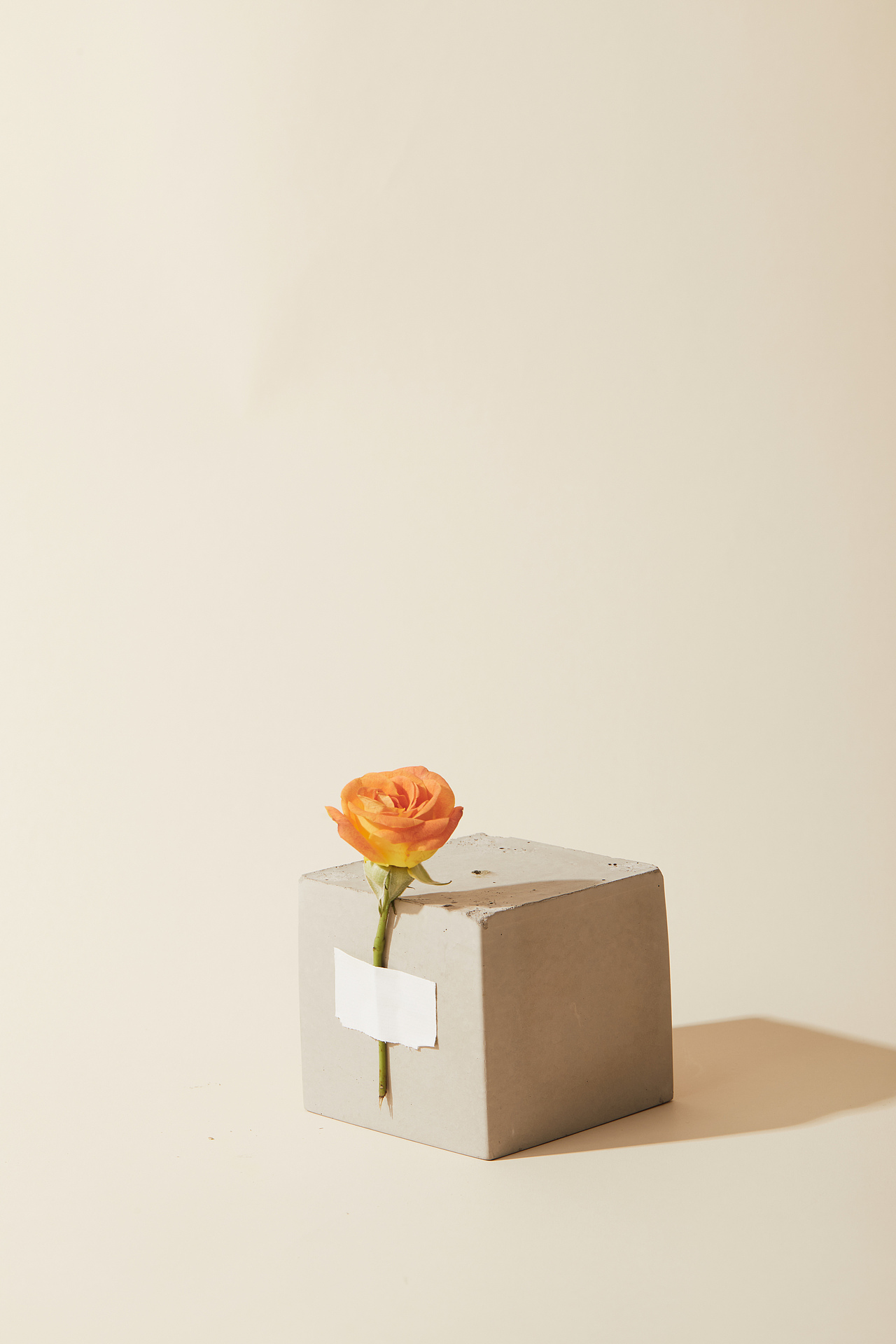 屬于七夕的花（圖ZMjI1MzM1MTcy） - 產(chǎn)品攝影 - 站酷設(shè)計(jì)師DoubleH視覺(jué)原創(chuàng)素材 - 站酷ZCOOL