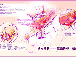 我的医学插画合集（2020）
