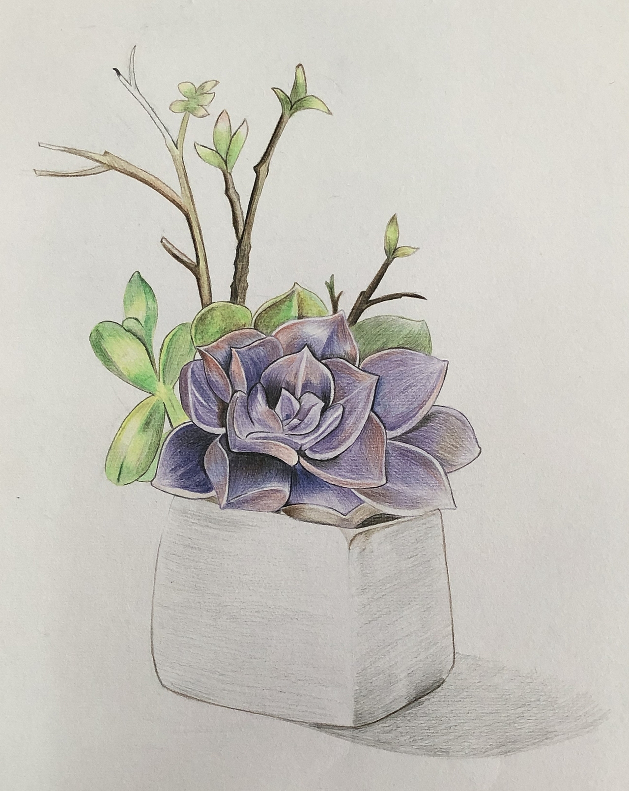 纯彩铅多肉植物~