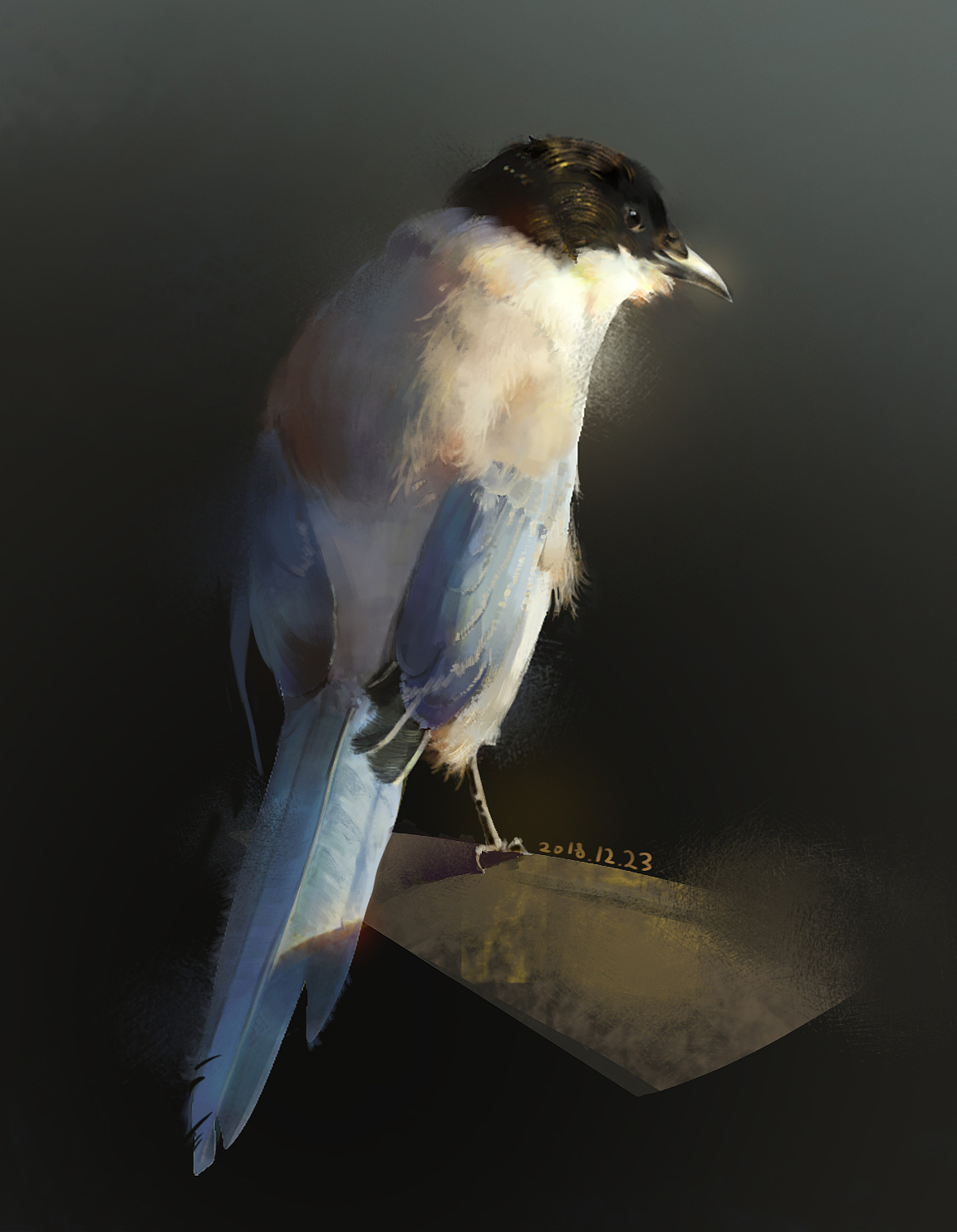 这只鸟 画的照片