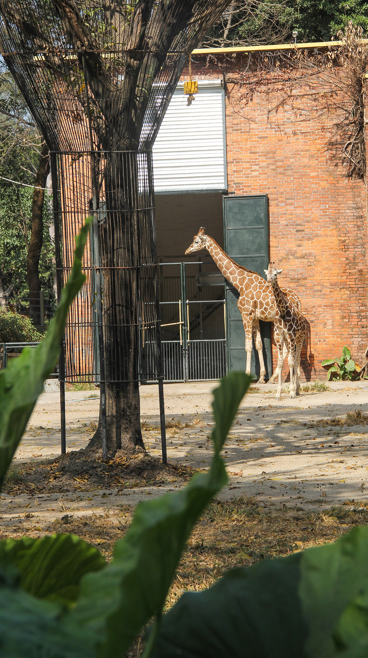 万物可爱（图ZMTk5OTY3NjY4） - 宠物摄影 - 站酷设计师小红帽JN原创素材 - 站酷ZCOOL