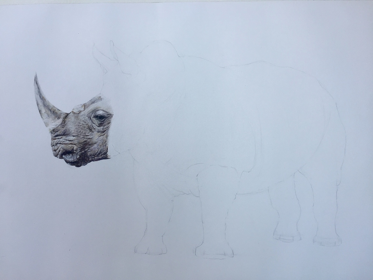 写实彩铅画『犀牛』
