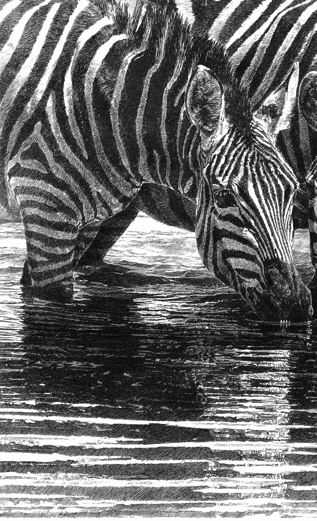 2022年新作—斑马