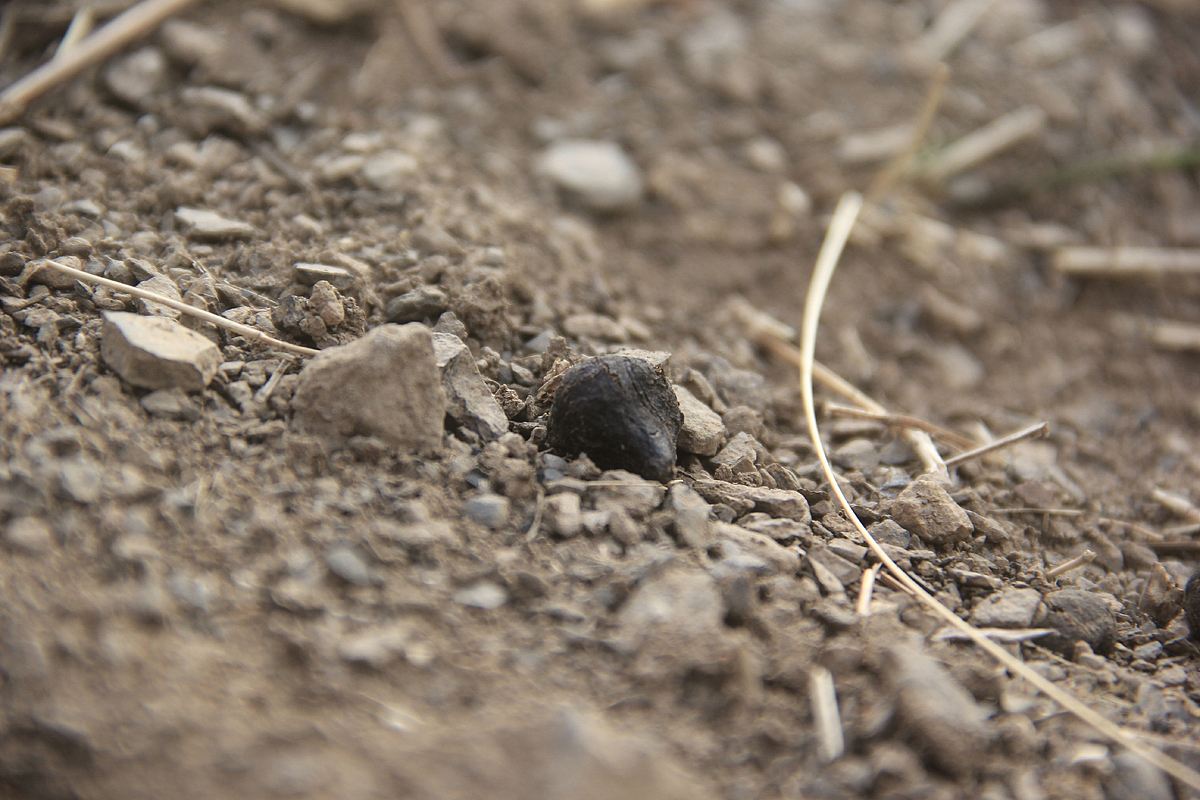 春天随拍（图ZODc5MDg1Mg==） - 其他摄影 - 站酷设计师lixiangpeng1122原创素材 - 站酷ZCOOL