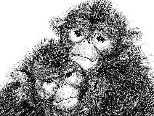 钢笔画【金丝猴】