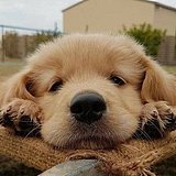 hc晴天的头像