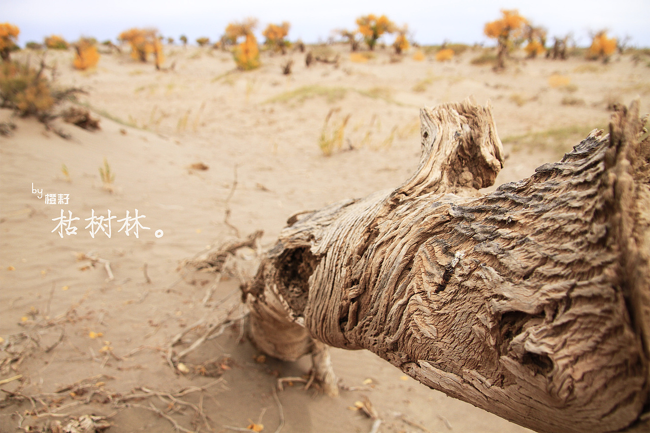 2012年十一额济纳之行（图ZODMzODkwNA==） - 风光摄影 - 站酷设计师马东东原创素材 - 站酷ZCOOL