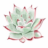 太阳花_cy的头像