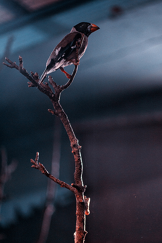 2013拍摄动物整理