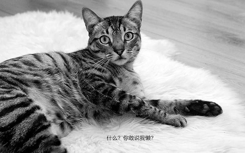 喵星人的语言