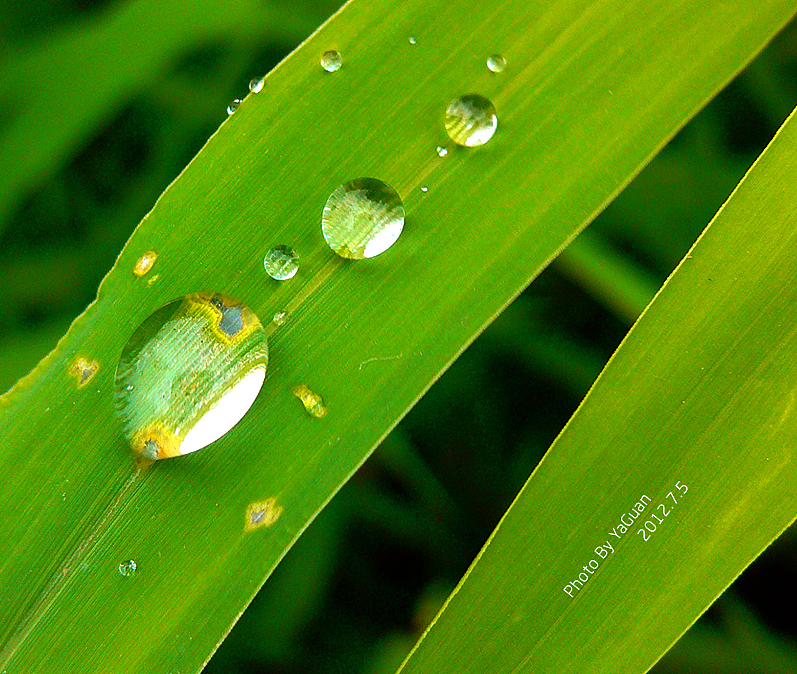 【手机拍摄习作】