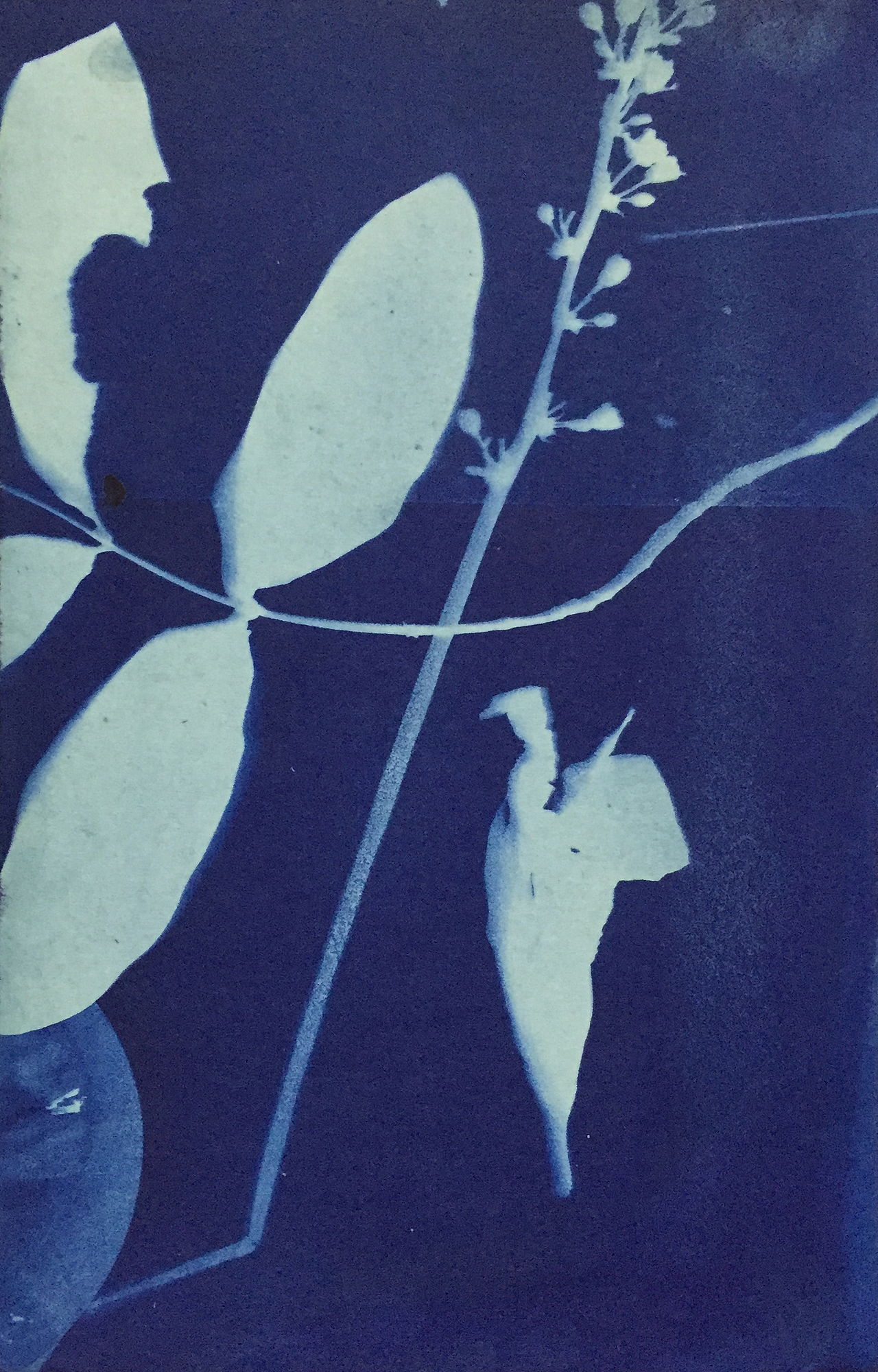 Cyanotype 蓝晒（图ZNTgyMTIxNTY=） - 图案 - 站酷设计师fangfangzhou原创素材 - 站酷ZCOOL