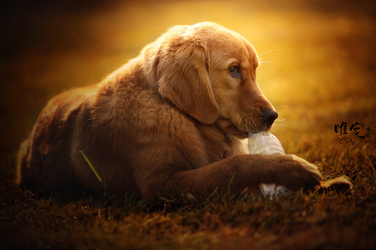 别人家的金毛—momo|摄影|动物|唯宠摄影师 - 原创作品 - 站酷 (zcool