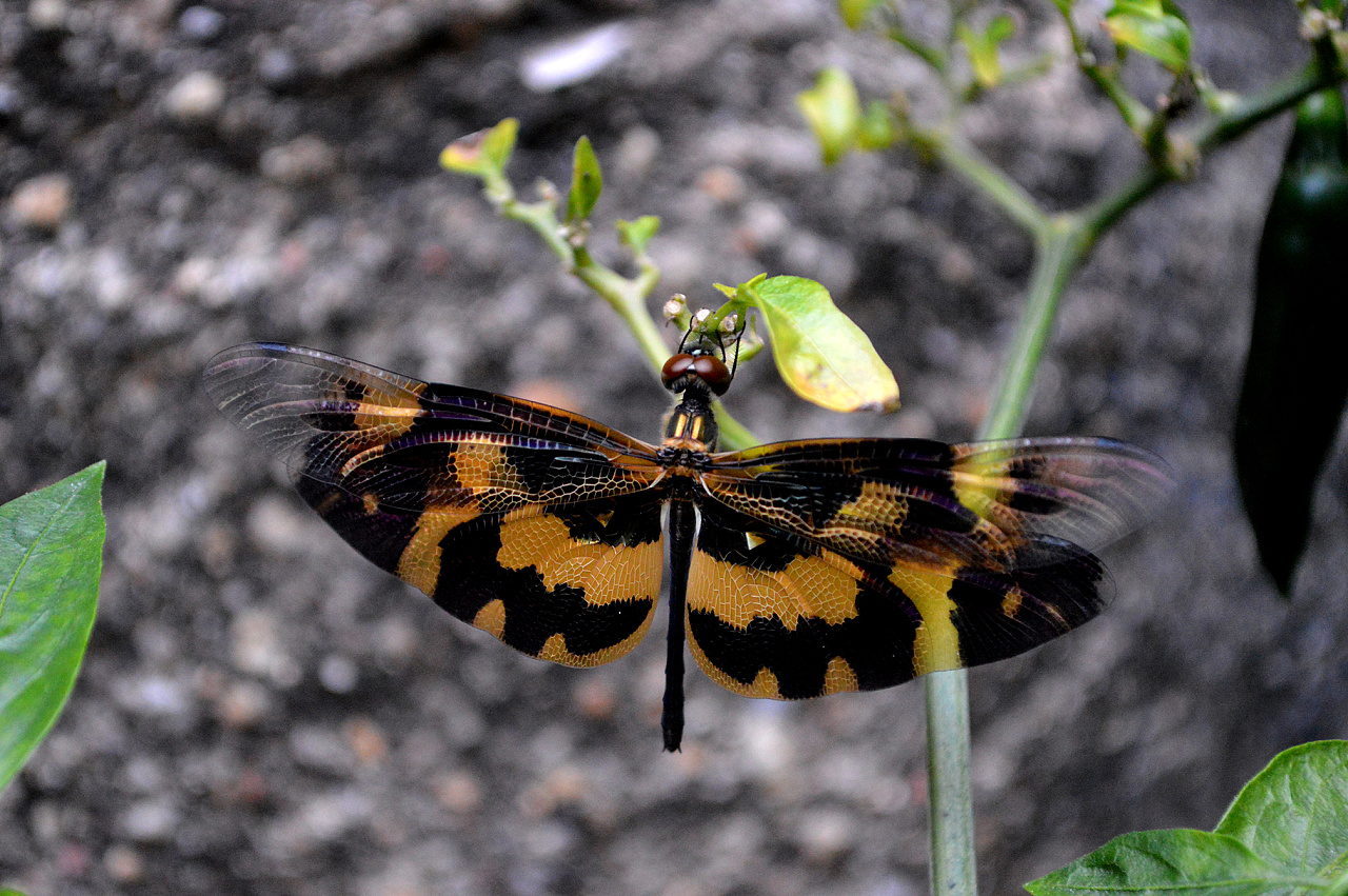 一只长着像蝴蝶的蜻蜓