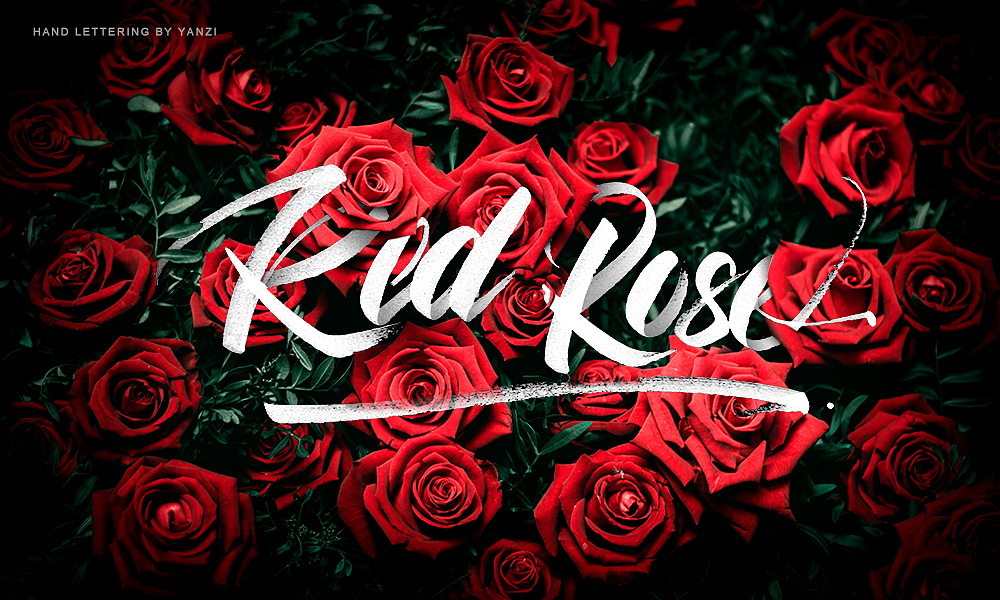 red rose br> 红玫瑰