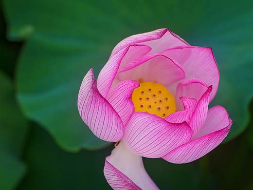 荷花池（个人主页-ZNDU4OTEwMDQ=） - 风光摄影 - 站酷设计师萌芽_M原创素材 - 站酷ZCOOL