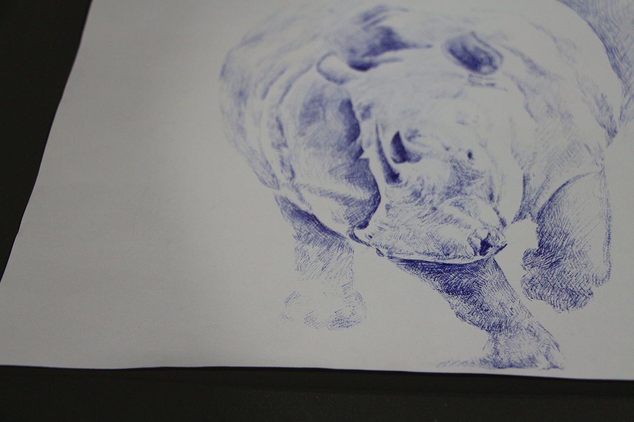 早期临摹的一幅犀牛