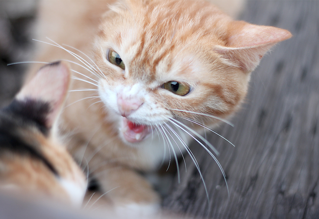 老虎不发威.当我病猫