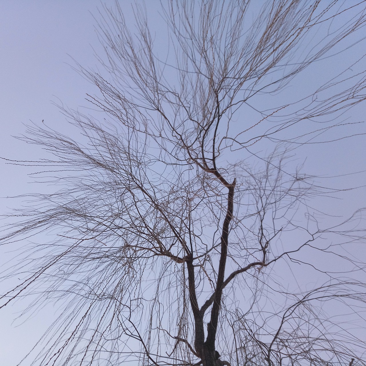 2017年2月24日。水上公园,向上看。