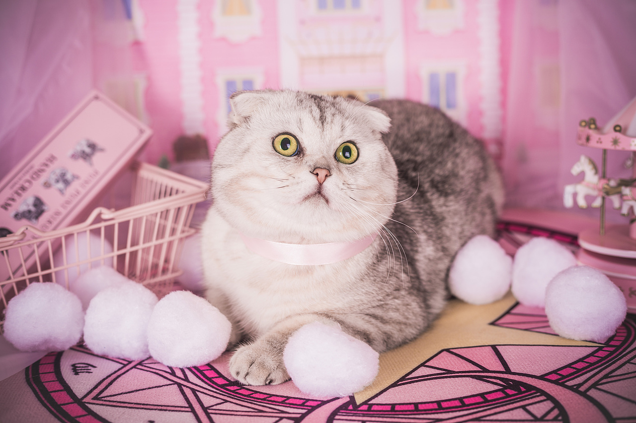 粉红年的回忆（图ZMTA4NjQ2NDg4） - 宠物摄影 - 站酷设计师懒惰的胡奇奇原创素材 - 站酷ZCOOL