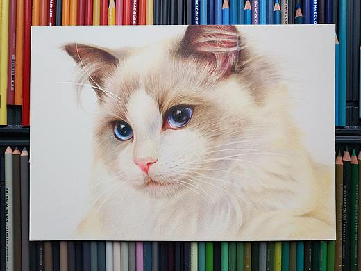 彩铅画《布偶猫》
