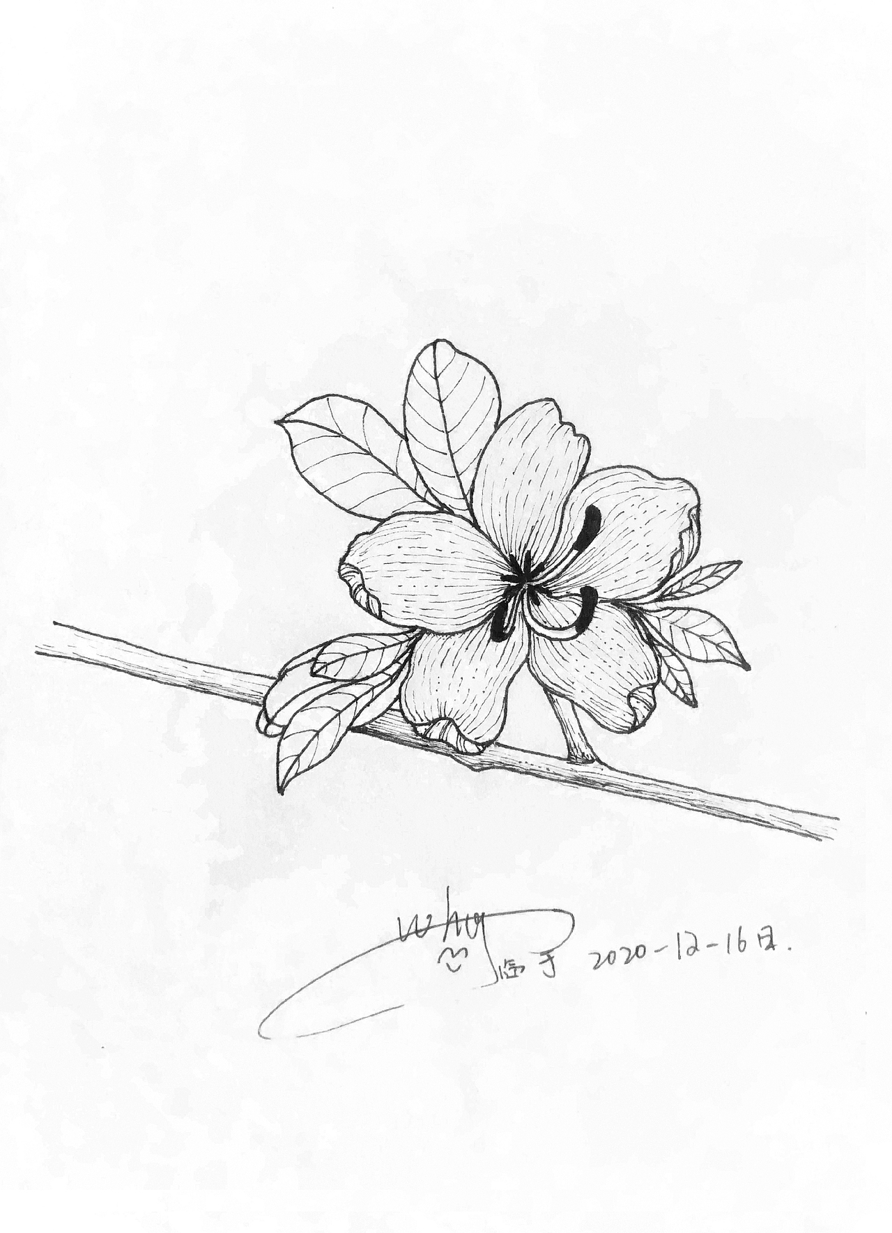 线描花卉（图ZMjM2NzkwNTc2） - 商业插画 - 站酷设计师暴躁鱼原创素材 - 站酷ZCOOL