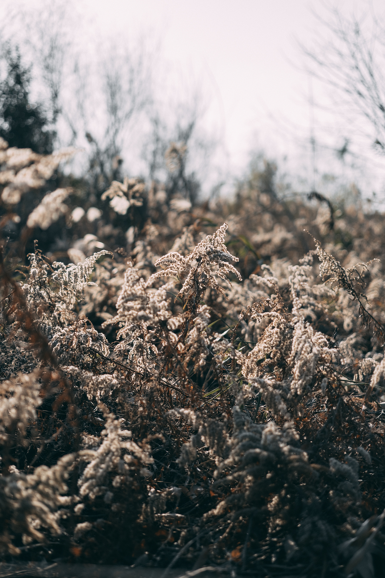 邂逅郊外的野草地（图ZMjgyMzM5NDEy） - 风光摄影 - 站酷设计师糖糖的早茶原创素材 - 站酷ZCOOL