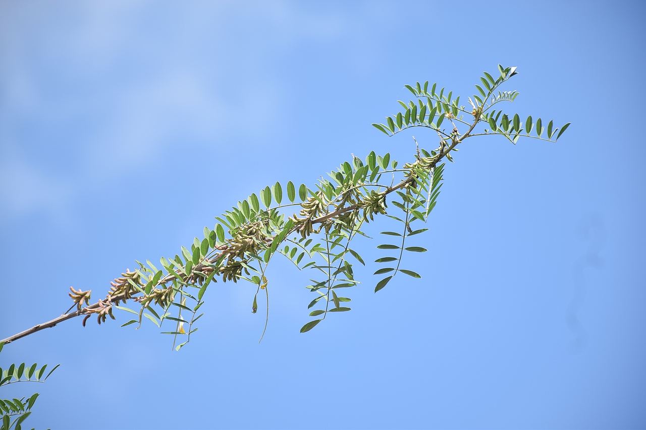 我言秋日胜春朝（图ZOTMyNjAyMTI=） - 风光摄影 - 站酷设计师Journey闪原创素材 - 站酷ZCOOL