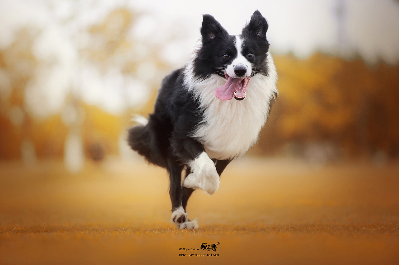 边牧喏喏（图ZMjY4MTc5Mjk2） - 宠物摄影 - 站酷设计师宠物摄影师瘦子费原创素材 - 站酷ZCOOL