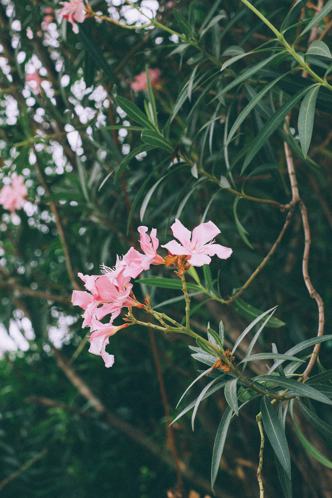 初秋/路边的夹竹桃.