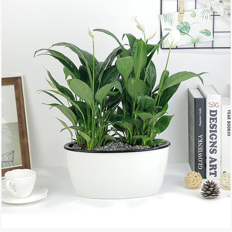 2018花卉园艺主图