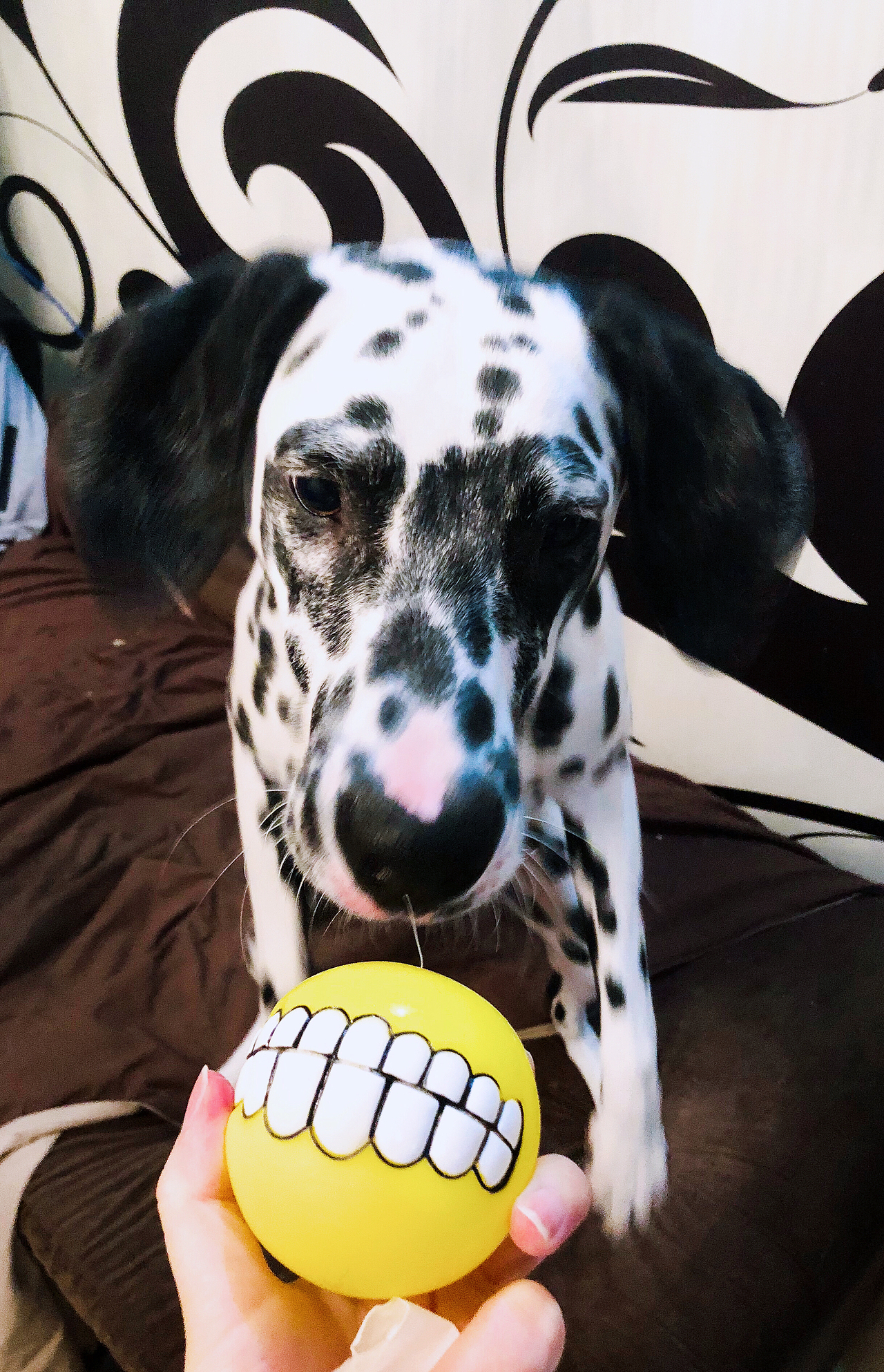 奥利奥训练开始（图ZMTAzNjU2Nzcy） - 宠物摄影 - 站酷设计师游小胖原创素材 - 站酷ZCOOL