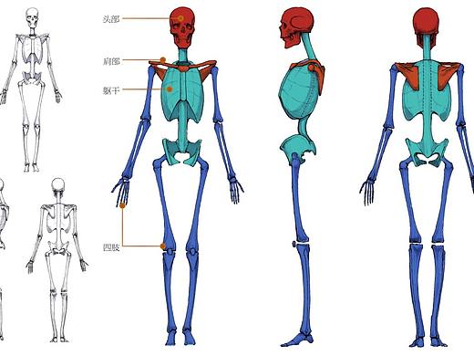 人体解构太复杂？掌握这4个方面完全不怕！