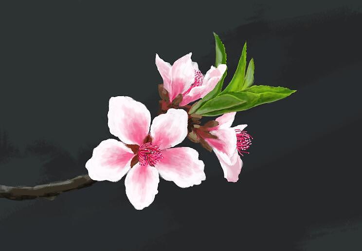 桃花（图ZMjY0NDc5OTQw） - 艺术插画 - 站酷设计师中珊baby原创素材 - 站酷ZCOOL