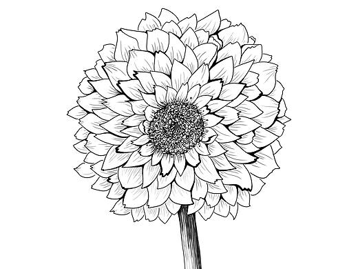 小清新钢笔淡彩花朵黑白插画