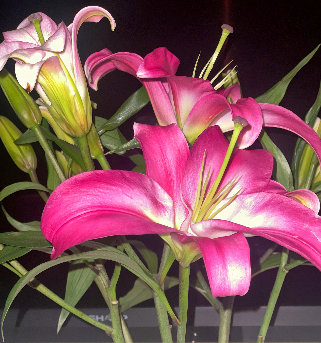 百合（图ZMzI4NTcxOTgw） - 风光摄影 - 站酷设计师雅努斯钢原创素材 - 站酷ZCOOL