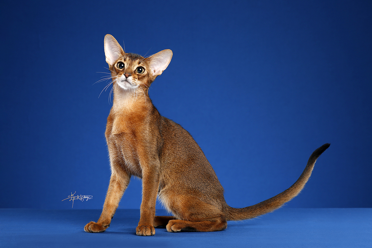 阿比西尼亚猫