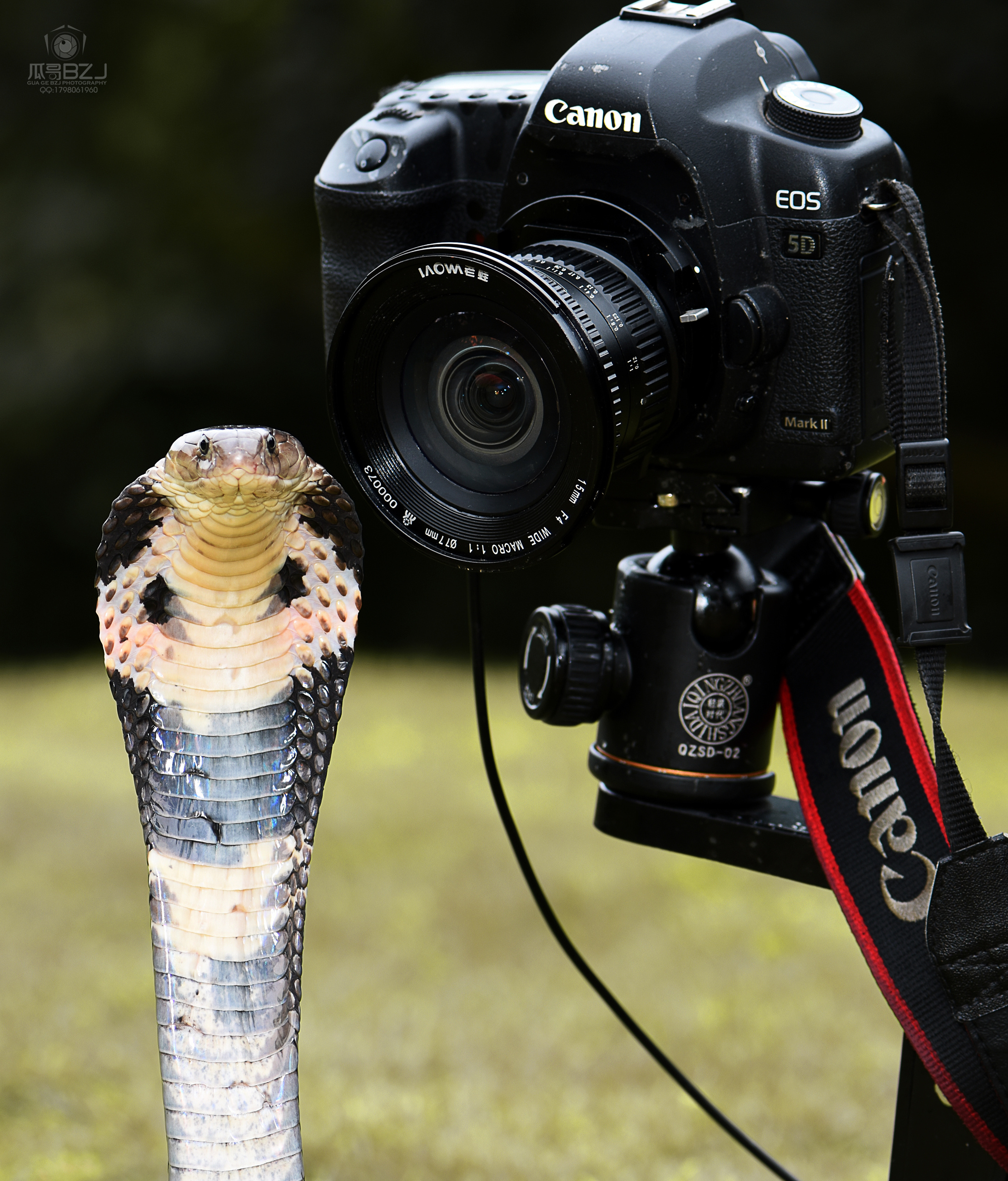 眼镜蛇,竹叶青,银环蛇,昆虫|摄影|风光摄影|瓜哥微距摄影 - 原创作品