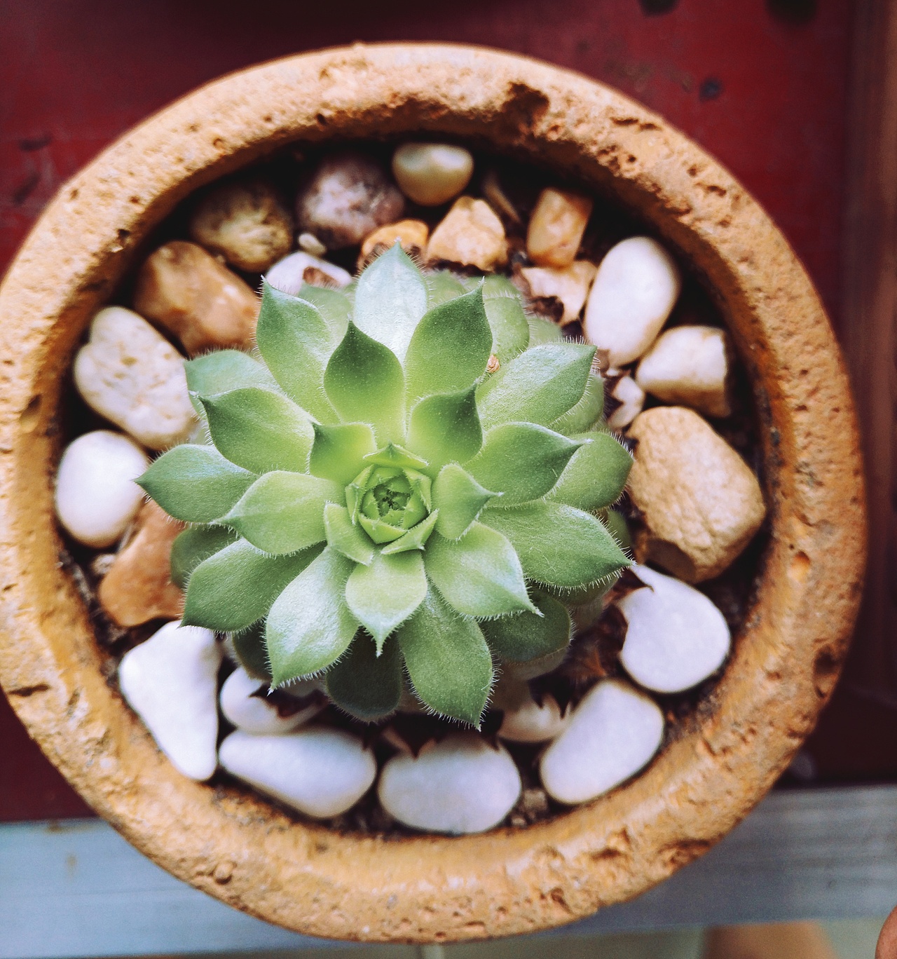 植物的秘密 似贝壳 似莲花 似绣球（图ZODgzNjAwODA=） - 产品摄影 - 站酷设计师阿崔啊miss原创素材 - 站酷ZCOOL