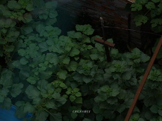 候补街28号院的夏日静谧