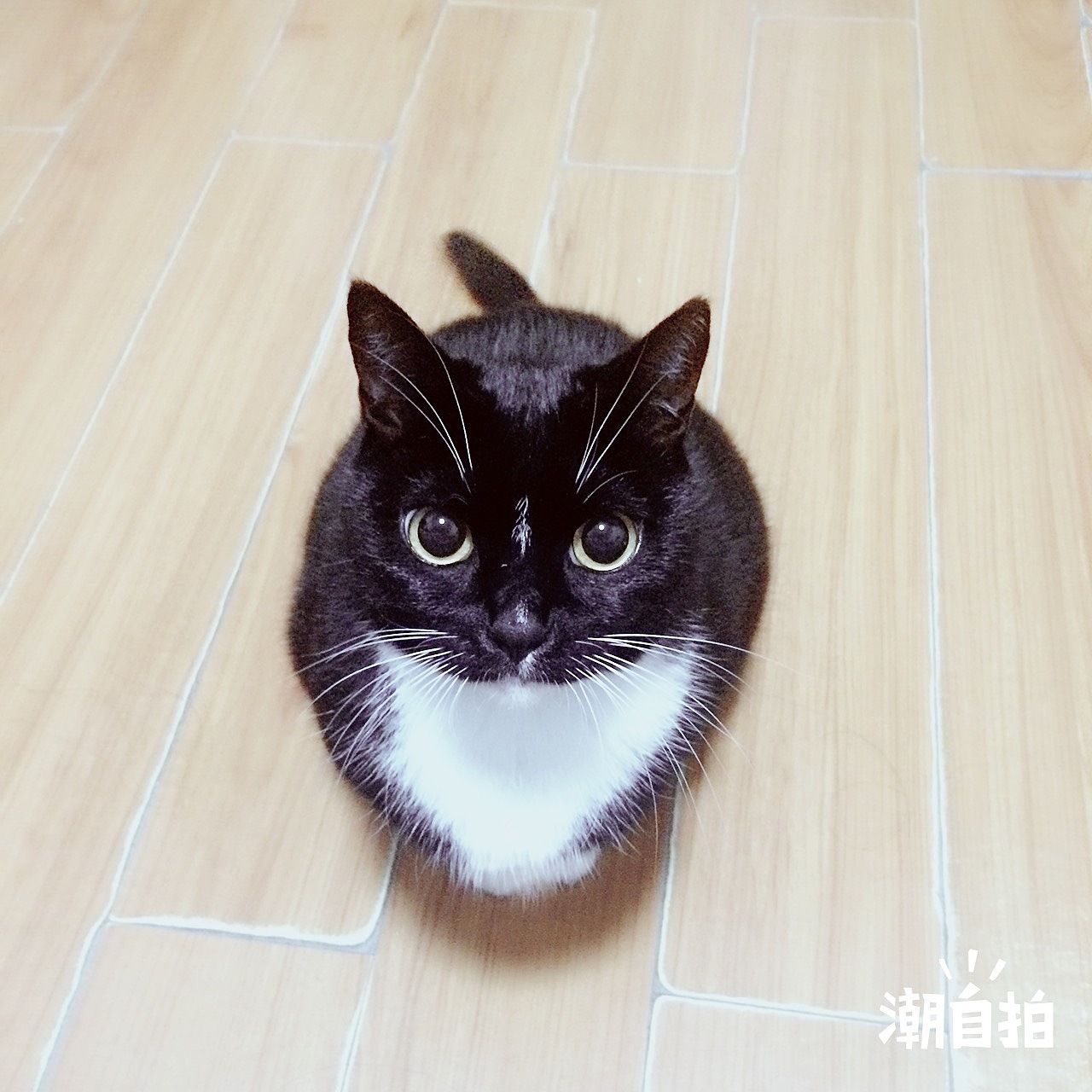 《我的猫•一》（图ZMTAyODY4MjAw） - 人文/纪实摄影 - 站酷设计师nandien原创素材 - 站酷ZCOOL