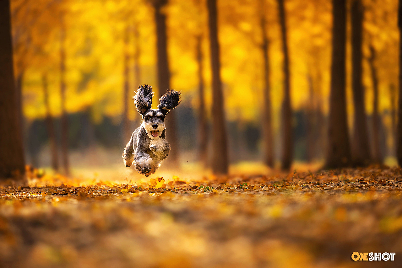 北京的秋天太美了